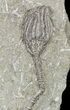 Dizygocrinus Crinoid - Warsaw Formation, Illinois #56746-1